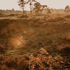 Nationalpark Die Loonse- und Drunense-Dünen von Amber den Oudsten