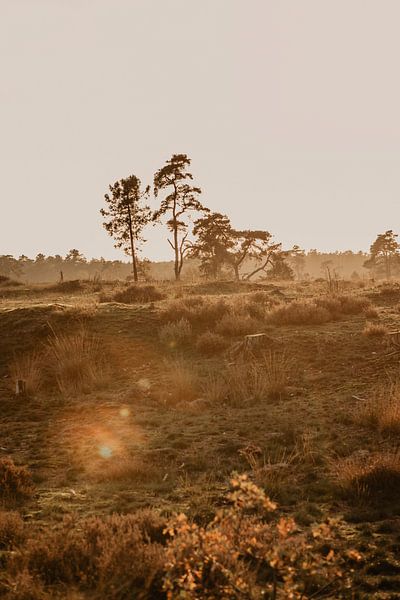 Parc national du Loonse et des dunes de Drunense par Amber den Oudsten