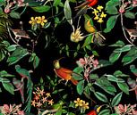 In het kolibrieparadijs van Andrea Haase thumbnail