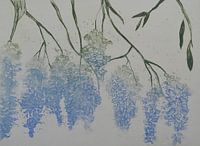 Wisteria