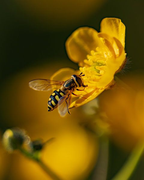 Zweefvlief op een boterbloem van Jan