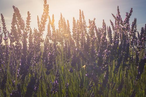 Lavendel im Sonnenlicht