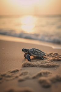 Schildkrötenbaby am Strand