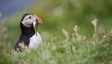 [impressions of scotland] - puffin "fresh fish" by Meleah Fotografie