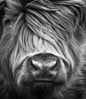 Highlander écossais