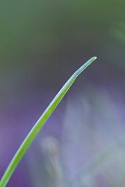 Gras von Robert Wiggers