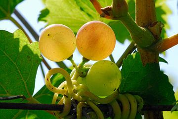 La vigne 9.0 sur Ingo Laue