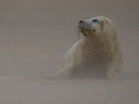 Zeehondje