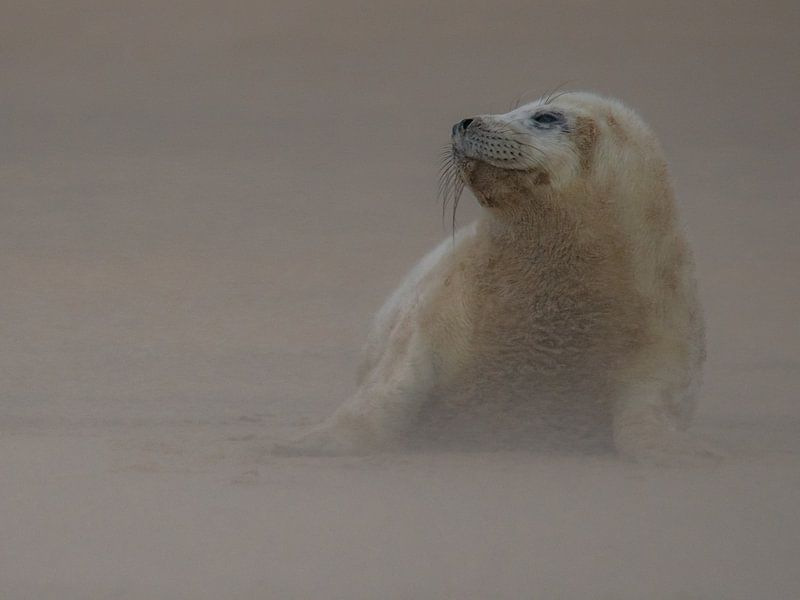 Seal by Karen de Geus