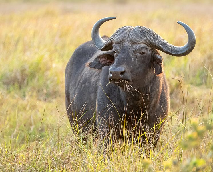 The king of the grassland by Zeno Swijtink