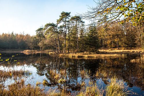 Herfst in het Bos  03