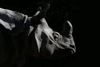 De neushoorn is een indrukwekkend dier dat symbool staat voor kracht en overleving