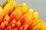 Close-up of a red-yellow gerbera by AwesomePics thumbnail