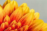 Close-up van een roodgele gerbera