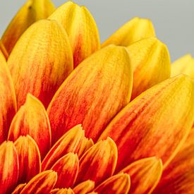 Gros plan d'un gerbera rouge-jaune sur AwesomePics