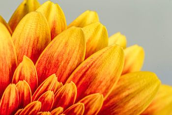 Close-up of a red-yellow gerbera