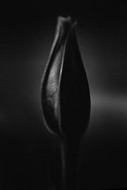 Dark beauty van patricia van den bogaart