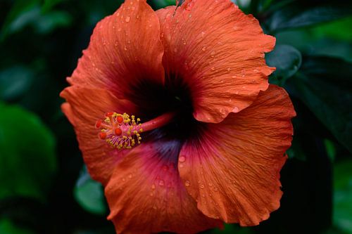 Chinesische Rose mit Tropfen