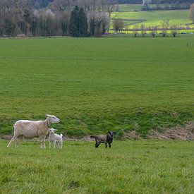 Agneaux dans la prairie sur Freddie de Roeck