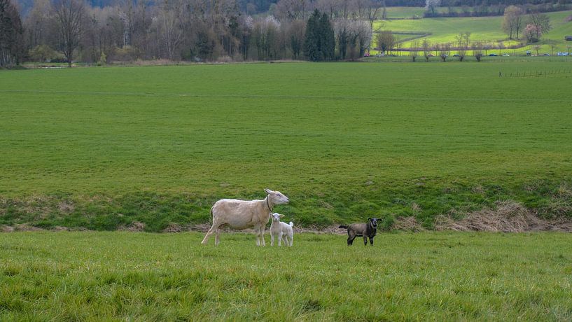 Lammetjes in de wei van Freddie de Roeck