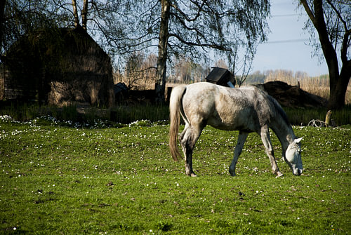 Paard in de wei (I)