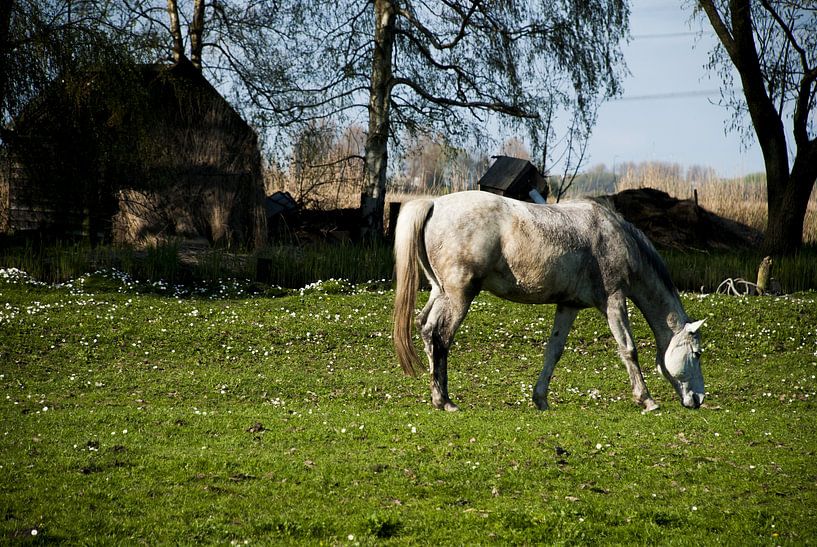 Paard in de wei (I) von Wesley McHollander