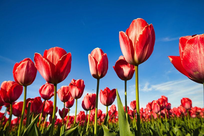 Red tulips from Holland by Henrys-Photography