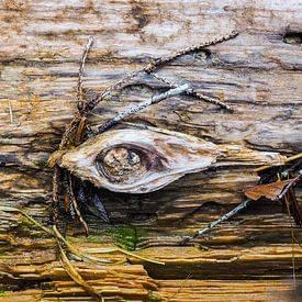 Très beau 🌲📸 - la photographie abstraite avec du bois et des structures d'arbres s'adresse aux personnes qui aiment le naturel, le calme et les détails artistiques. sur Miriam Schwarzfischer Fotografie