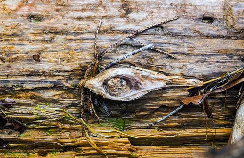 Heel mooi  - abstracte fotografie met hout- en boomstructuren spreekt mensen aan die houden van natuurlijkheid, rust en artistieke details.
