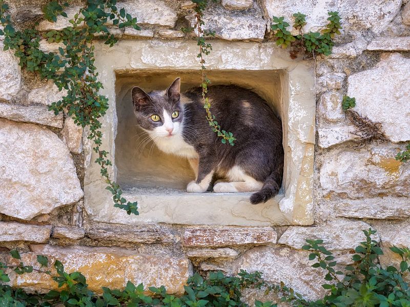 Kat in de muur van Katho Menden