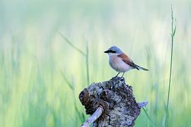 Neuntöter (Lanius collurio)