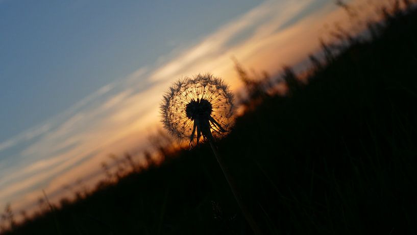 Dandelion season par R. Khoenie