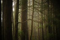Wald von Pieter  Debie Miniaturansicht