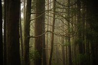 Wald