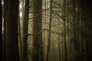 Forêt sur Pieter  Debie