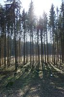 In het bos