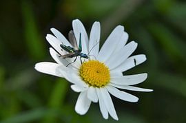 Fraaie Opstijgplek von Elias Vercruysse