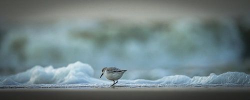 Drieteenstrandloper op het strand