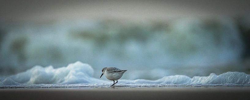 Sanderling on the beach by Dirk van Egmond