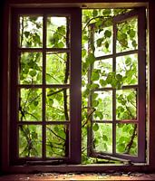 Out the window