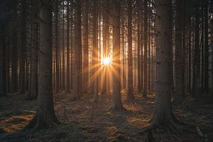 Magisches Licht im Wald