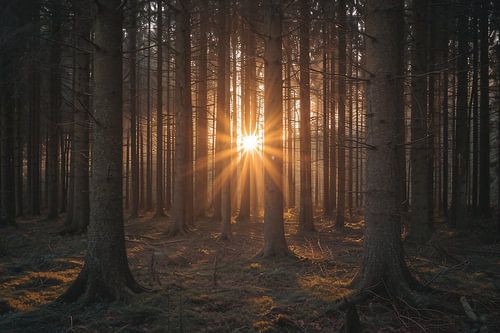 Magical light in the forest