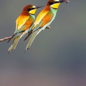 Bienenfresser mit Biene von Daniela Beyer