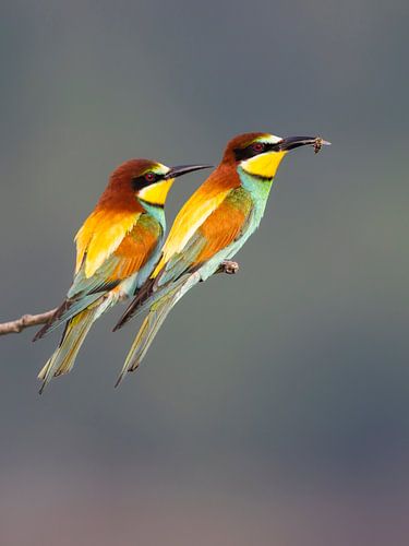 Bienenfresser mit Biene von Daniela Beyer