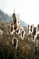 Nature | bulrush
