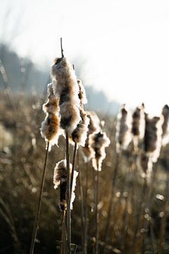 Natur | Rohrkolben von Inge van Tilburg