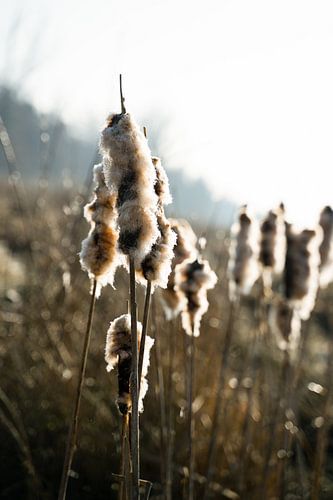 Nature | jonc
