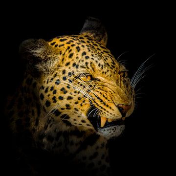 Angreifender Leopard auf schwarzem Hintergrund von Omega Fotografie