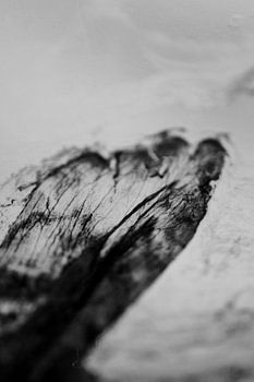 Dried butterfly wing