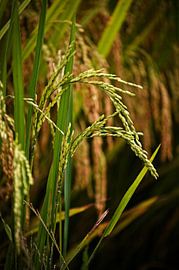 A close-up of the natural beauty of paddy rice by Frank Photos